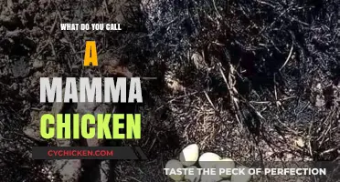 What's the Proper Name for a Mother Chicken? Unveiling the Term