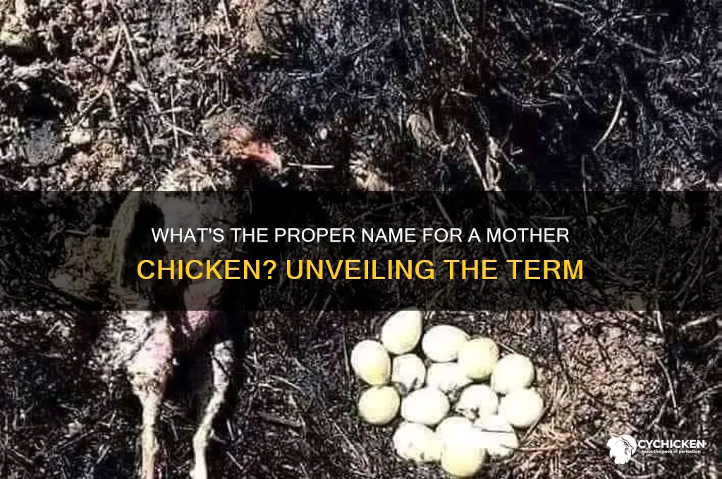 what do you call a mamma chicken