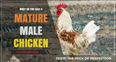 What’s the Proper Name for a Mature Male Chicken?