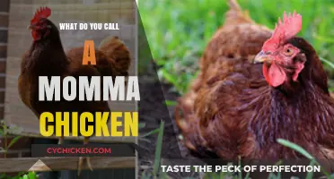 What’s the Proper Name for a Momma Chicken? Discover Here!