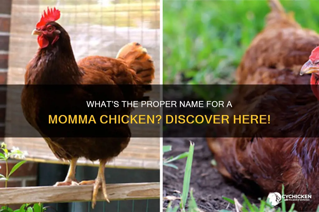 what do you call a momma chicken