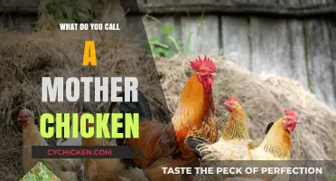 What’s the Proper Name for a Mother Chicken? Discover the Term!
