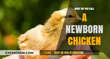 What’s the Correct Term for a Newborn Chicken? Let’s Find Out!