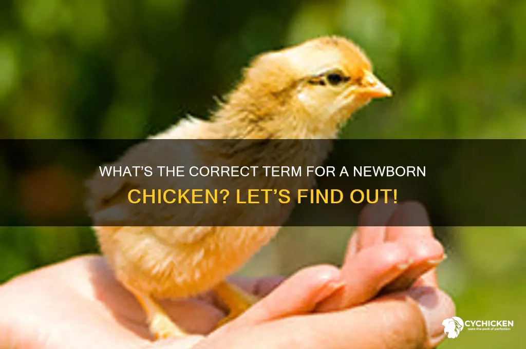 what do you call a newborn chicken