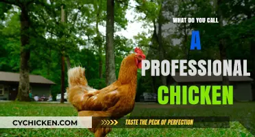 What’s the Official Title for a Professional Chicken Expert?