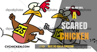 What Do You Call a Scared Chicken? Uncovering the Funny Truth