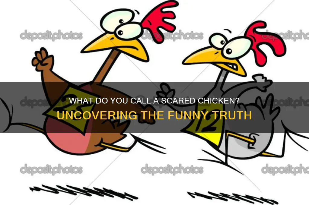 what do you call a scared chicken