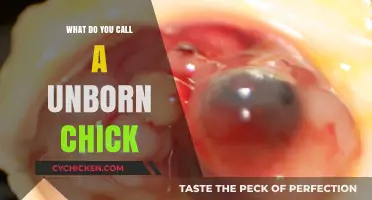 What’s the Term for an Unborn Chick? Exploring Embryonic Poultry Names