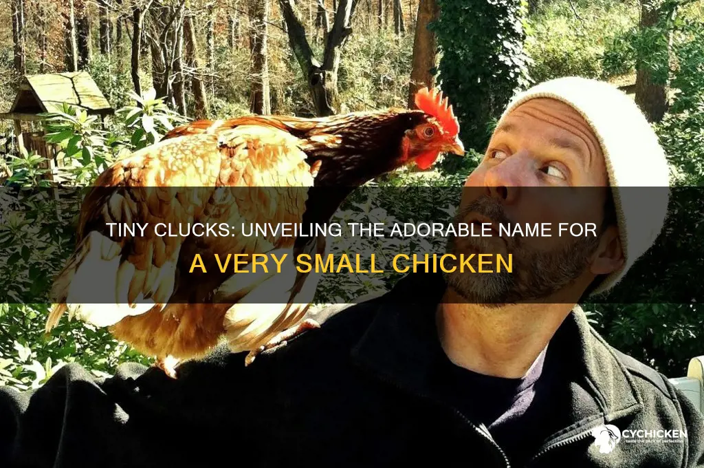 what do you call a very small chicken