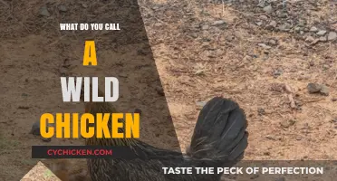 What’s the Real Name for a Wild Chicken? Uncovering the Truth