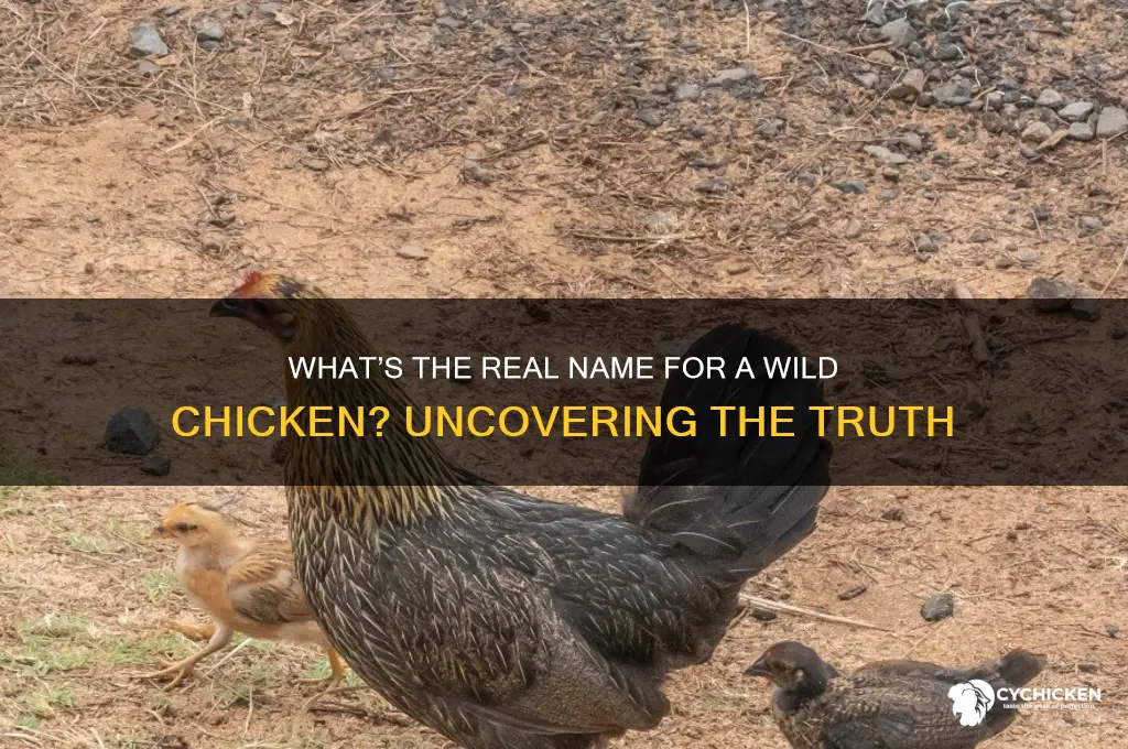what do you call a wild chicken