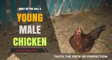 What’s the Proper Name for a Young Male Chicken?
