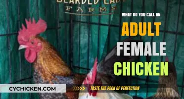 What’s the Proper Name for an Adult Female Chicken?