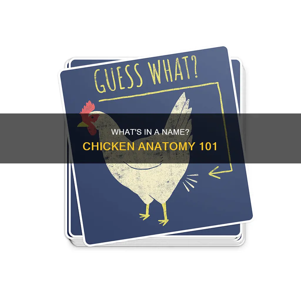 what do you call an anus of a chicken