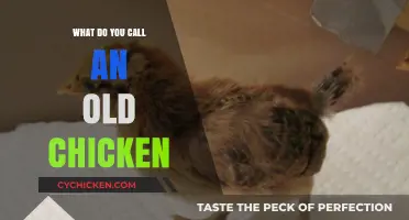 Clucking Through Time: What’s the Right Name for an Old Chicken?