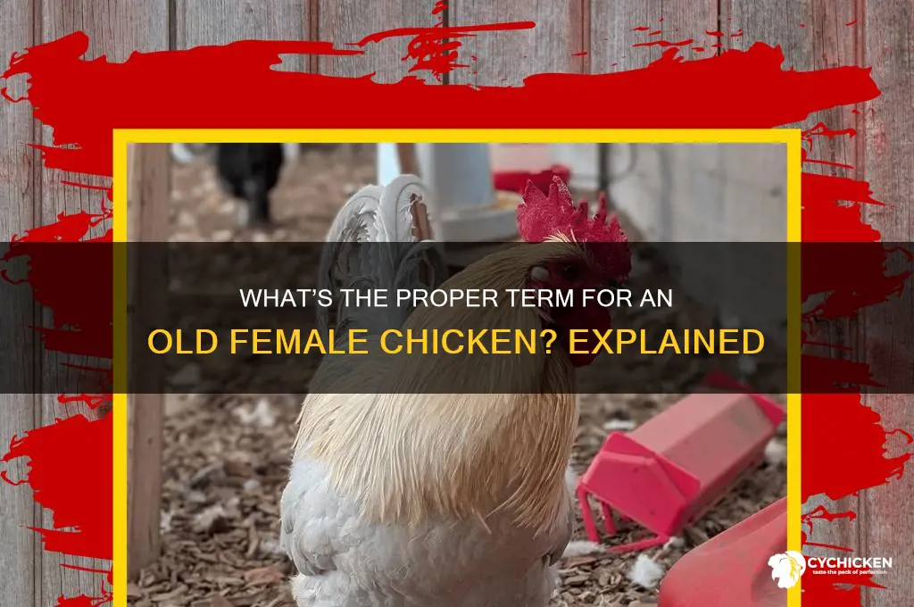 what do you call an old female chicken