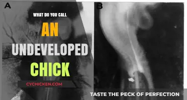 Unborn Chick Terminology: Understanding the Name for Undeveloped Poultry