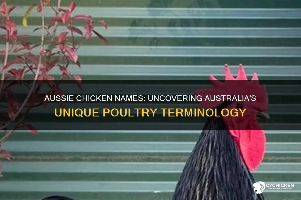 what do you call chicken in australia