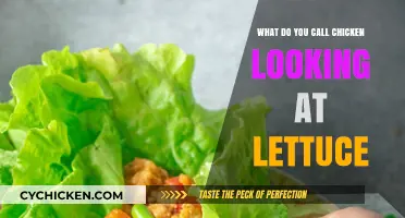 Clucky Greens: What Do You Call a Chicken Eyeing Lettuce?