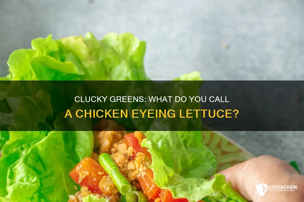 what do you call chicken looking at lettuce