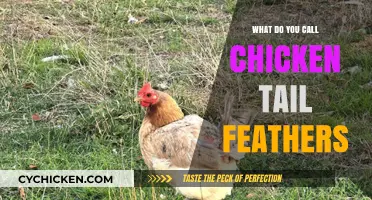 Unveiling the Unique Name for Chicken Tail Feathers: A Poultry Primer