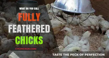 Fully Feathered Chicks: Unveiling the Unique Names for These Fluffy Hatchlings