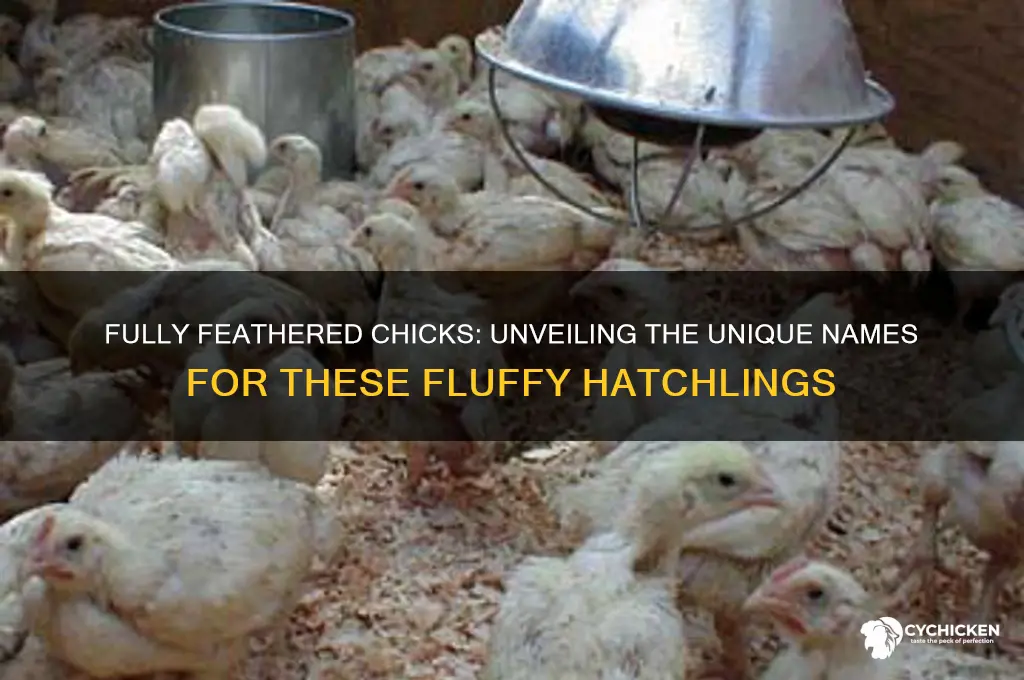 what do you call fully feathered chicks