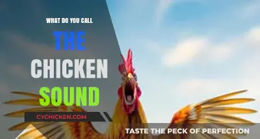 Clucks, Chirps, or Crowing: Decoding the Unique Sounds of Chickens