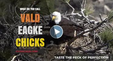 What Do You Call Bald Eagle Chicks? Unveiling the Adorable Name