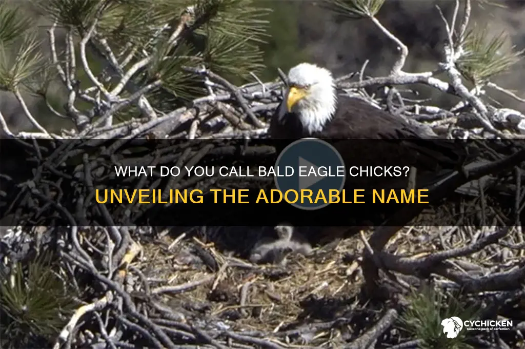 what do you call vald eagke chicks
