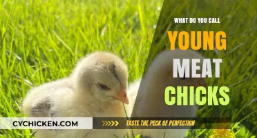 Understanding Young Meat Chicks: Proper Terminology and Care Essentials