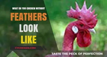 Unveiling the Unique Appearance of Featherless Chickens