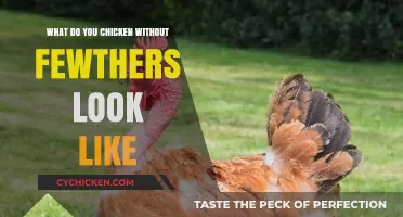 Featherless Fowls: Unveiling the Unique Appearance of Chicken Breeds Without Feathers