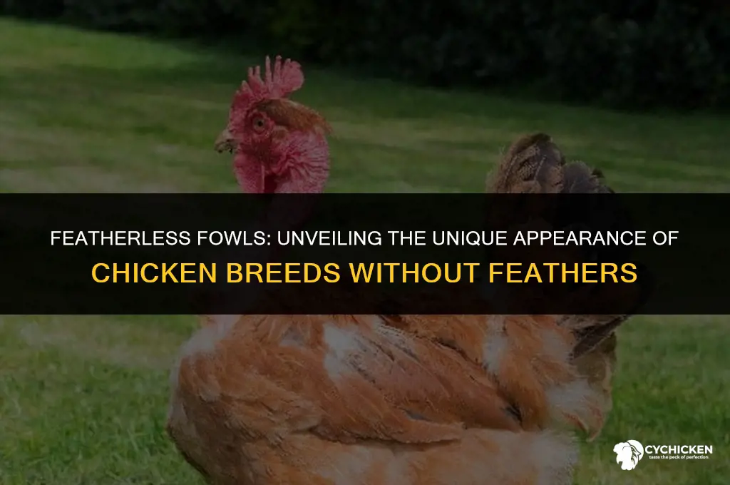 what do you chicken without fewthers look like