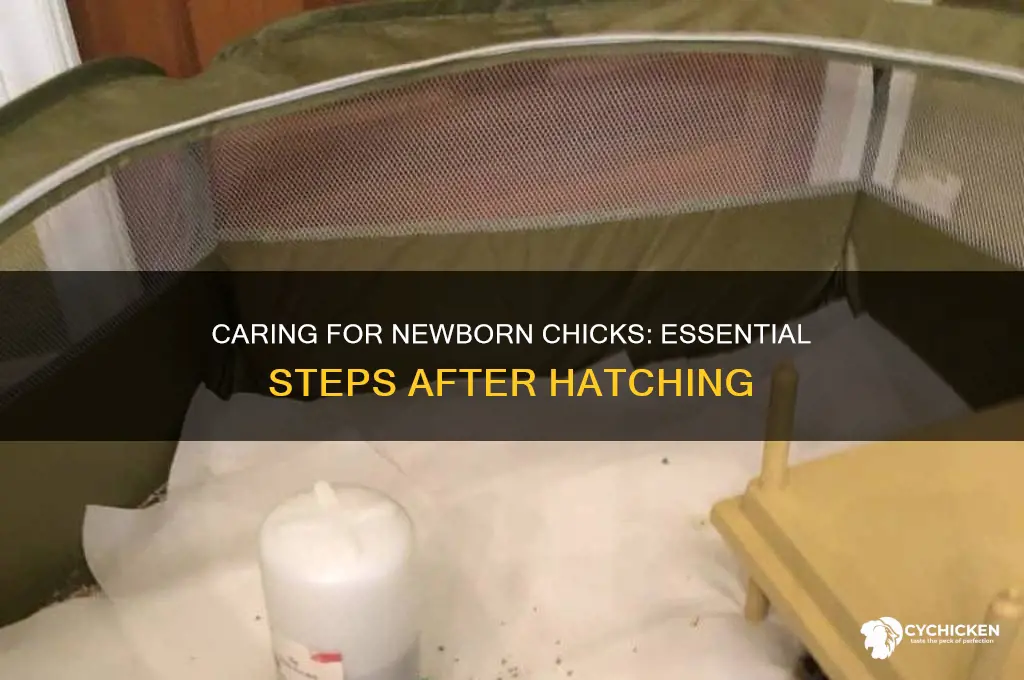 what do you do after a chick hatches