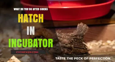 Caring for Newly Hatched Chicks: Post-Incubation Guide