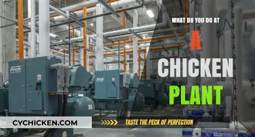 Inside a Chicken Plant: Daily Tasks and Operations Explained
