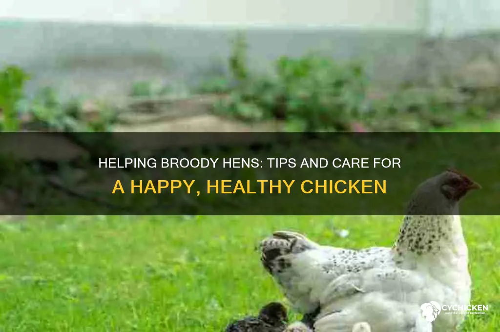 what do you do for a broody chicken