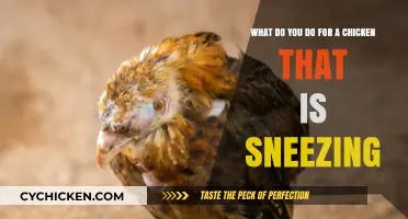 Treating Sneezing Chickens: A Quick Guide