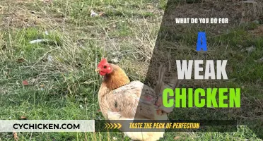 Caring for Weak Chickens: Essential Tips to Nurse Them Back to Health