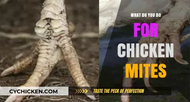 Effective Solutions to Eliminate Chicken Mites and Protect Your Flock
