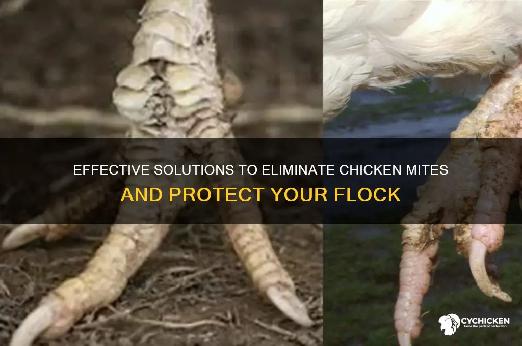 what do you do for chicken mites