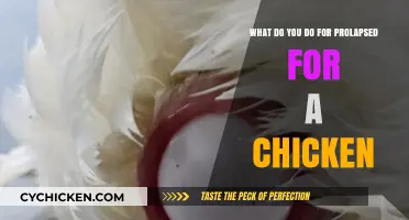 Treating Prolapse in Chickens: A Quick Guide