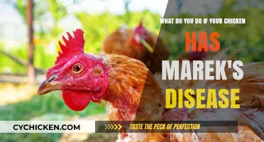 Managing Marek's Disease: A Chicken Owner's Guide