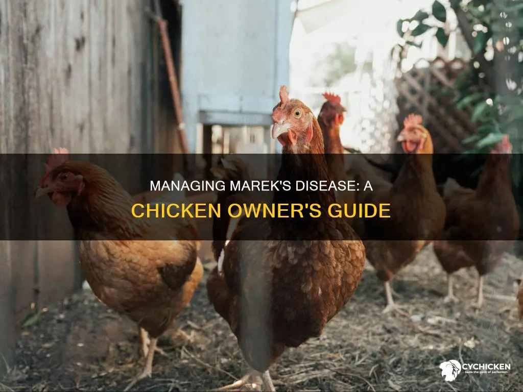 what do you do if your chicken has marek