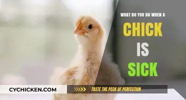 Caring for a Sick Chick: A Quick Guide