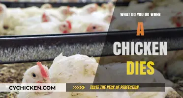Handling a Chicken's Passing: Compassionate Steps for Backyard Flock Owners