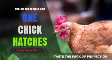Strategies for Raising Single Baby Chicks