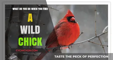 Guide to Rescuing a Wild Chick