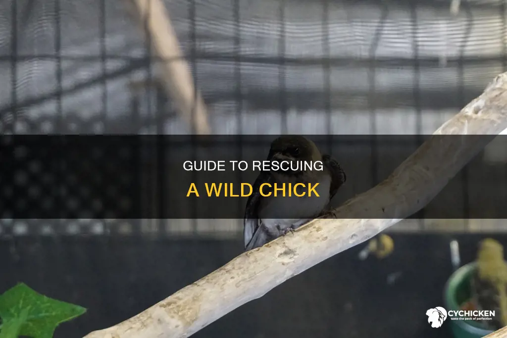 what do you do when you find a wild chick